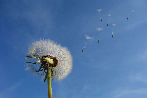 Fleurs de funérailles : accompagner les défunts en poésie