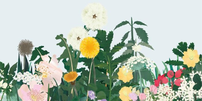 Rencontrer les plantes du printemps • Dessin, botanique, herboristerie